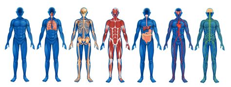  An Atlas of Anatomy: A Journey Through the Human Body - Ein Meisterwerk der medizinischen Illustration und präzise Anatomie