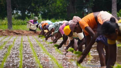  Earth Wisdom: Ancestral Knowledge for Sustainable Farming - Erforschen Sie die uralten landwirtschaftlichen Praktiken Indiens