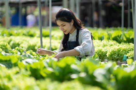  Into the Grain: A Journey into the Soul of Korean Rice Farming – Harvesting Poetic Reflections on Soil, Sweat, and Sustainability