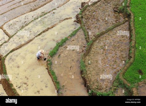  Wie Wasser den Reis nährt: Eine Ode an die vietnamesische Landwirtschaft